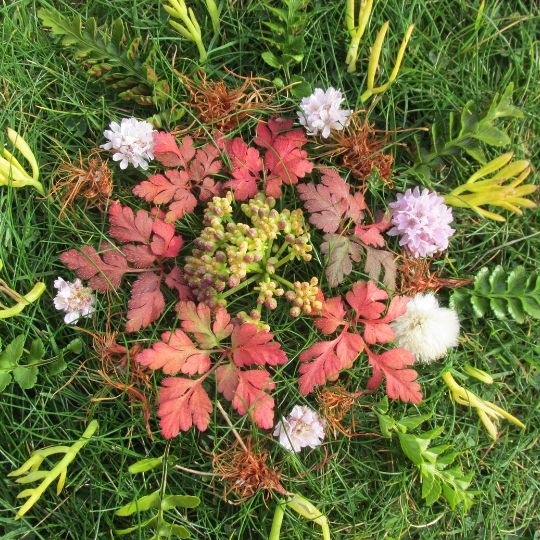 Wild Women's Circles