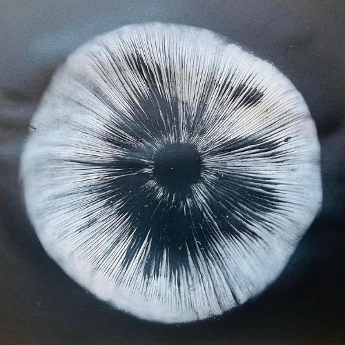 Wild Women's Circles