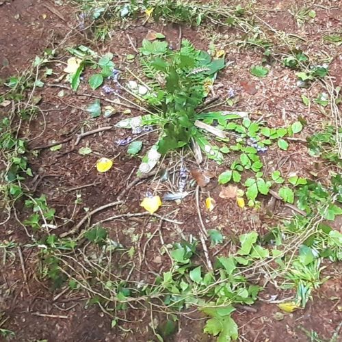 Wild Women's Circles